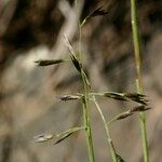Kengia serotina その他の提案