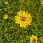 Aspilia mossambicensis Flower