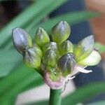 Agapanthus praecox Flower