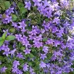 Campanula poscharskyanaЦветок