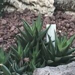 Haworthia limifolia Leaf