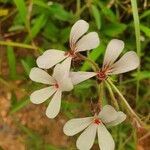 Pelargonium quinquelobatum Цвят