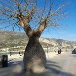 Ceiba insignis Corteza