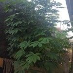 Manihot esculenta Jani