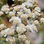 Achillea nobilis Žiedas