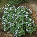 Phacelia bipinnatifida Hábitos