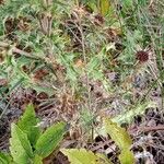 Carlina vulgaris 葉