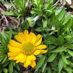 Tetraneuris herbacea Flower