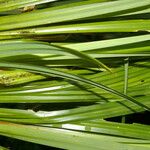 Carex jamesonii Leaf