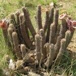 Hoodia gordonii Habit