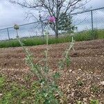 Cirsium texanum Fulla