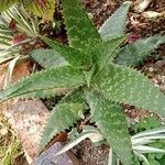 Aloe maculata Leaf