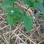 Lobelia inflata Leaf