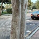 Corymbia citriodora Bark