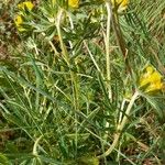 Anthyllis vulneraria Habit