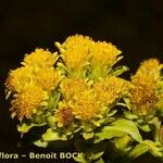 Inula bifrons Blüte