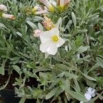 Convolvulus cneorum Hábitos