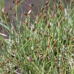 Eleocharis quinqueflora Habit