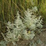 Artemisia maritima ᱛᱟᱦᱮᱸ