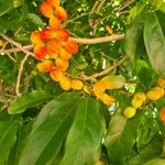 Harpullia arborea Fruit