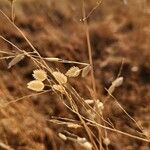 Eragrostis superba Fruit