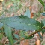 Hieracium sabaudum ഇല