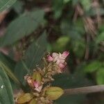 Flemingia semialata Flower