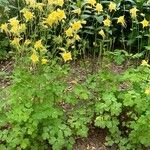 Aquilegia chrysantha Blüte