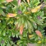 Iberis semperflorens Yaprak