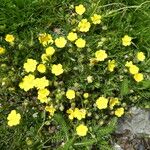 Potentilla crantzii 整株植物