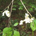 Monodora carolinae Flower