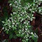 Psychotria biaristata Blatt