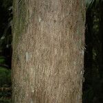 Casuarina equisetifolia Bark