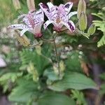 Tricyrtis hirta Flower