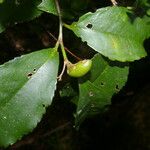 Cleyera theaeoides Frunză