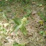 Galium rubioides Ліст