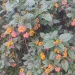 Lantana camaraFlower