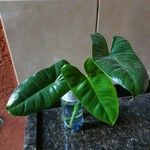 Philodendron burle-marxii Levél