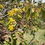 Grewia trichocarpa Fleur