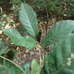Rothmannia whitfieldii Leaf