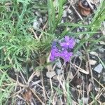 Verbena bipinnatifida Kvet