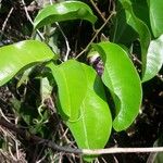 Passiflora laurifolia Folio