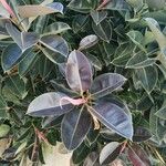 Ficus elastica Folha