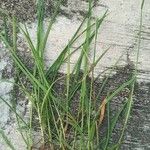 Calamagrostis breviligulata Leaf