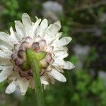 Cephalaria leucantha Kvet