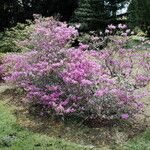 Rhododendron wadanum 整株植物