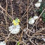 Edgeworthia chrysantha Blodyn