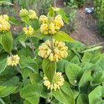 Phlomis russelianaപുഷ്പം