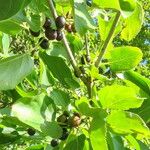 Rhamnus cathartica Fruit