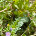 Echium parviflorum Flor